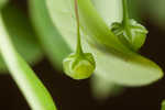 Muscarene Island leaf-flower